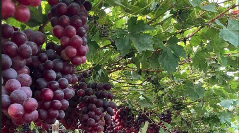 “Debilitan gravemente”: piden a Luis Caputo mantener instrumentos para la trazabilidad en el vino