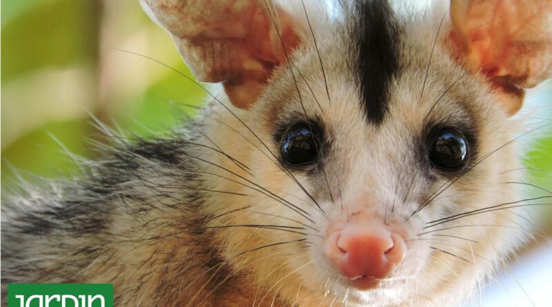 Por qué las comadrejas también forman parte de una ciudad más sana