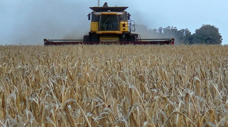 Las ventas de la campaña 2025/26 adelantan un buen ingreso de divisas del agro para el año Las ventas de la campaña 2025/26 adelantan un buen ingreso de divisas del agro para el año