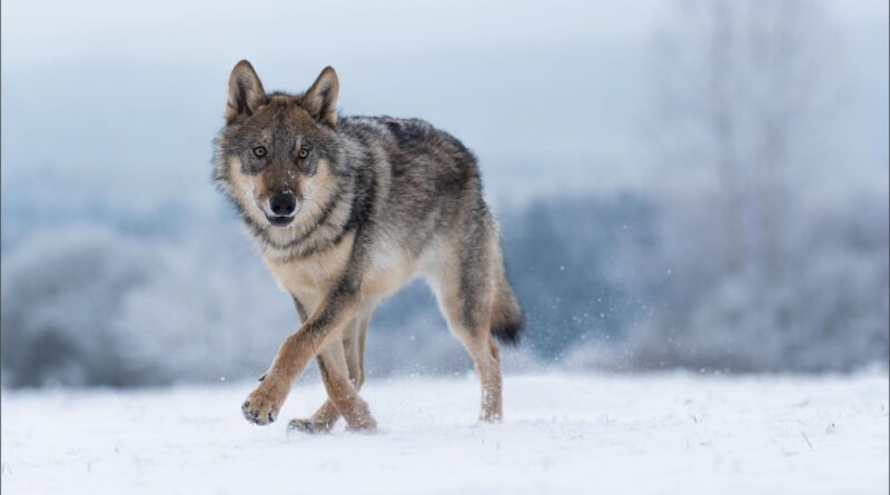 Apareció en California y aseguran que busca pareja: la depredadora que fue vista en Los Ángeles tras un siglo de ausencia Apareció en California y aseguran que busca pareja: la depredadora que fue vista en Los Ángeles tras un siglo de ausencia